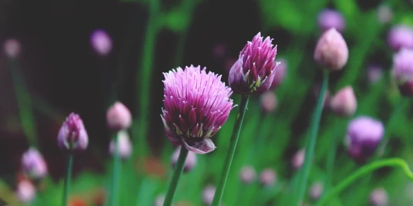 Pittsburgh Pastoral Institute